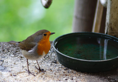 Close-up of bird perching