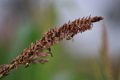 Close-up of insect on plant