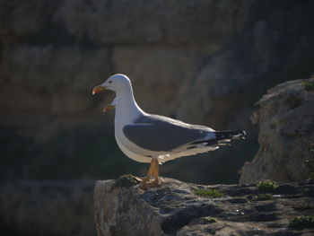 Seagull perching on rock