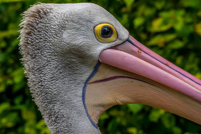 Close-up of a bird