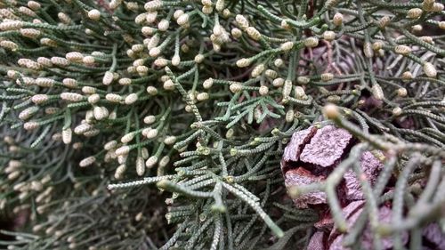 Close-up of pine cone on tree during winter
