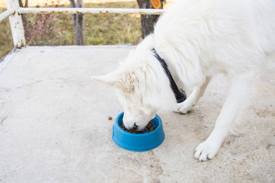 White dog and dog food, dry dog food, eating scene in outdoor