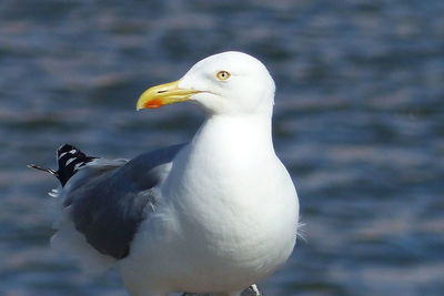 Close-up of seagull perching outdoors