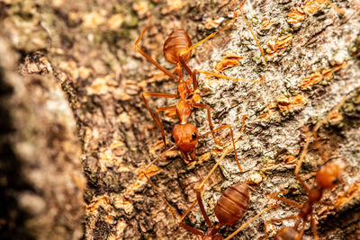 Close-up of ant on tree trunk