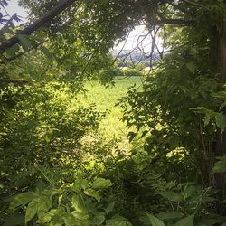 Trees growing in forest