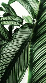 Close-up of palm leaves