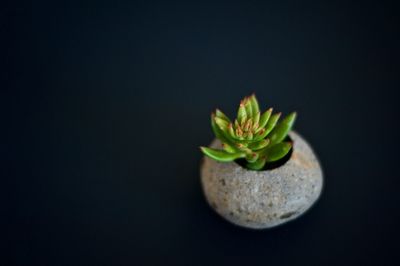 Close-up of plant against black background