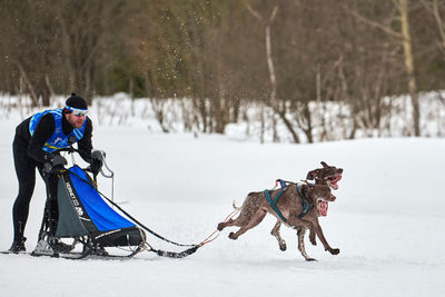 Two dogs on snow covered land