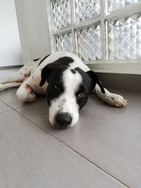 Portrait of dog resting on floor at home