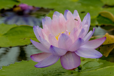 Close-up of water lily in lake