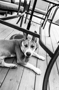 High angle portrait of dog