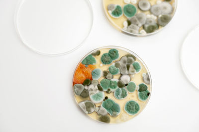 Mold samples on white background. a petri dish with colonies of microorganisms 