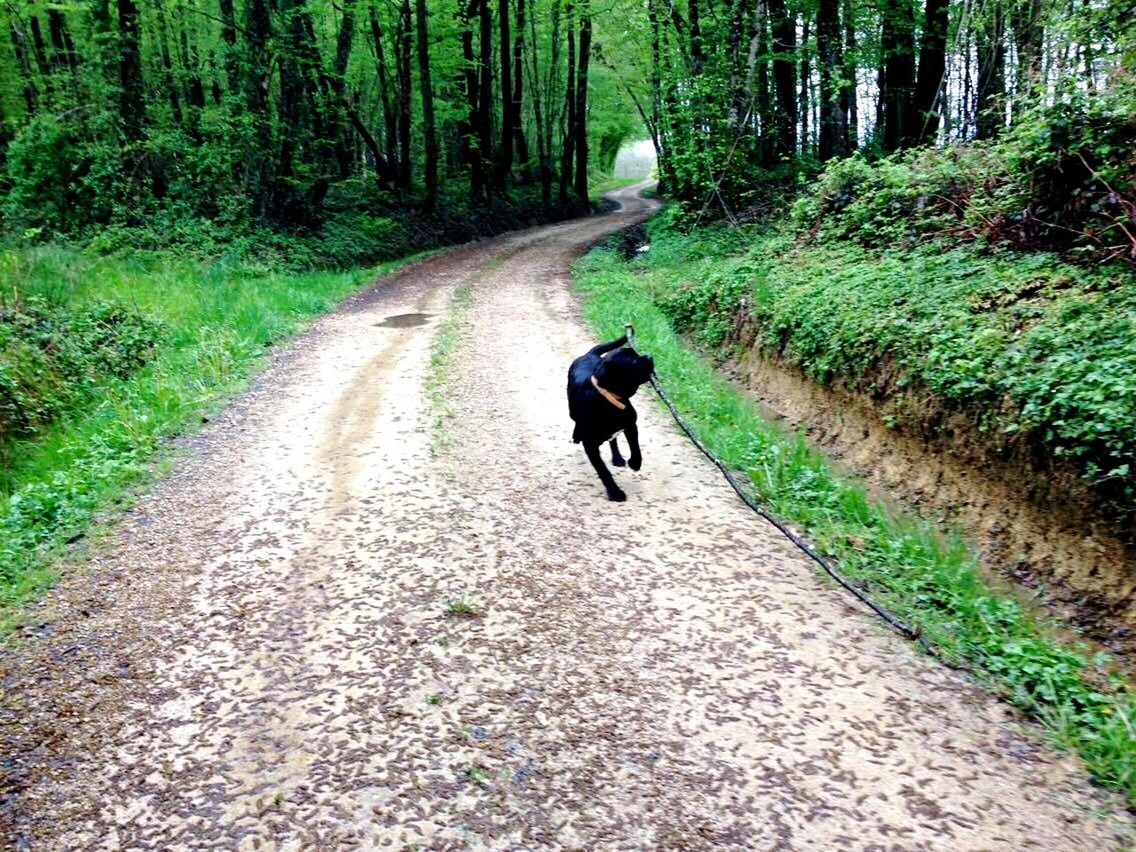 the way forward, tree, transportation, full length, road, diminishing perspective, walking, one animal, rear view, vanishing point, forest, animal themes, dirt road, on the move, riding, nature, country road, dog