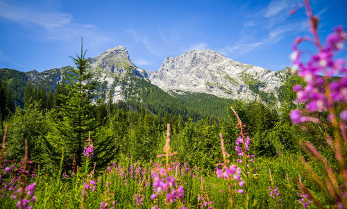 Flowers and grass in front of a majestic mountain.