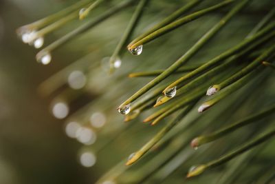 Close-up of raindrops on pine tree