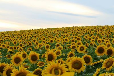 Sunflower field