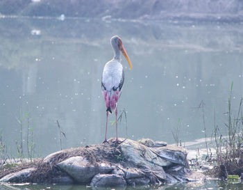 Painted stork standing strong portrait
