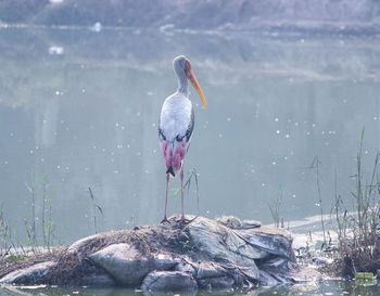 Bird perching on rock at lakeshore