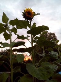 Low angle view of flowers