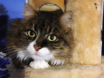 Close-up portrait of cat