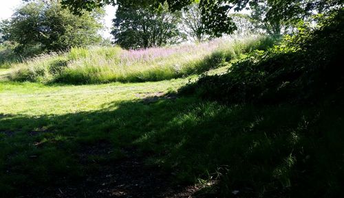 Scenic view of trees growing on field