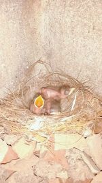 Close-up of bird in nest