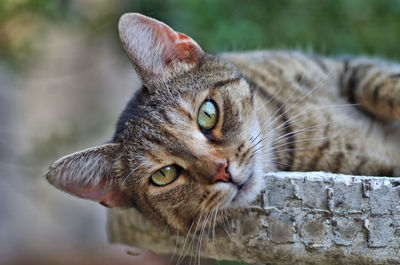 Detailed closeup of a beautidul grey cat portrait