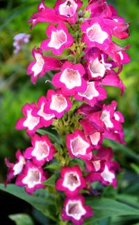 Close-up of pink flowers blooming outdoors