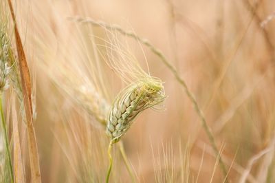 Close-up of plant growing in field