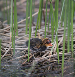 Side view of a bird on land