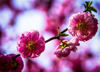 Close-up of pink cherry blossoms