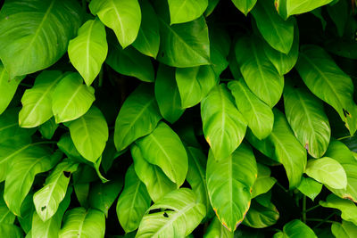 Abstract stunning green leaf texture, tropical leaf foliage nature dark green background.