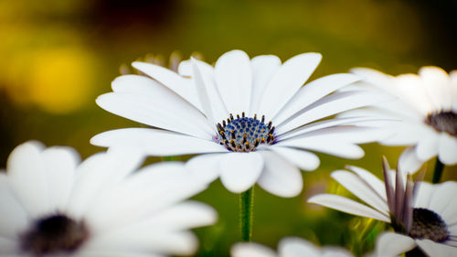 Close-up of white flowers growing outdoors