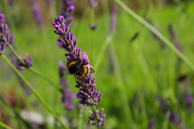 Bee pollinating on purple flower