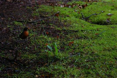 Bird on grass