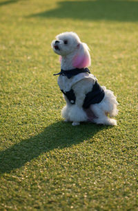 Dog sitting on grass