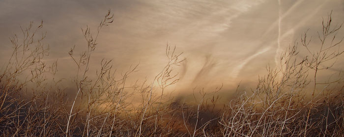 Plants against sky