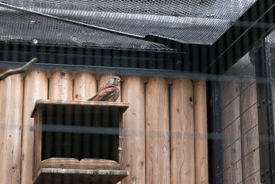 Low angle view of bird perching in cage