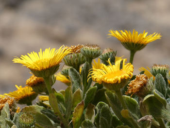 Close-up of yellow flowering plant