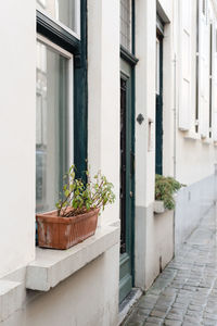 Potted plant on window sill of building