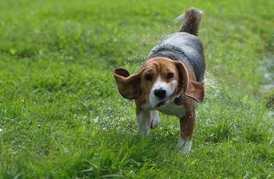 Portrait of beagle shaking off water while walking on grassy field