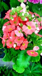 Close-up of pink flowers