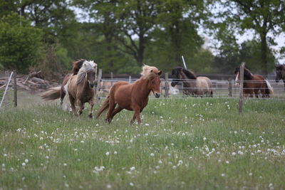 Horses in a field