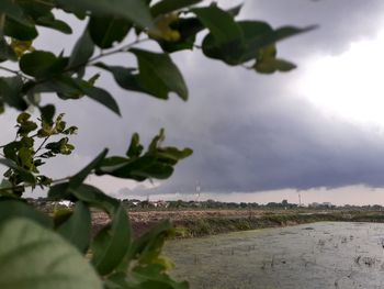 Plants growing on land against sky