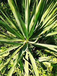 High angle view of plant on field