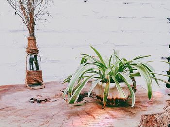 Potted plants on table against wall