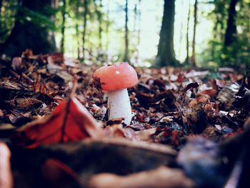 Close-up of mushroom on field during autumn