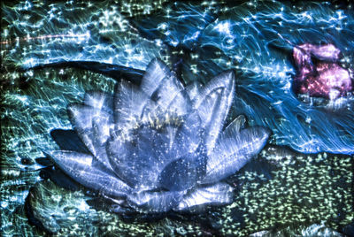 Close-up of fish swimming in sea