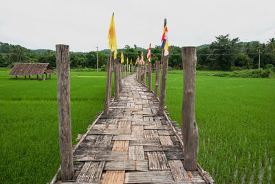 Bamboo bridge across rice field in mae hong son, northern of thailand.