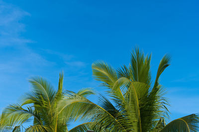 Low angle view of palm tree against blue sky